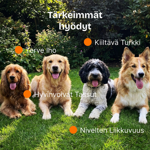 Aureo Omega-3 Lohiöljy Koirille 300 ml