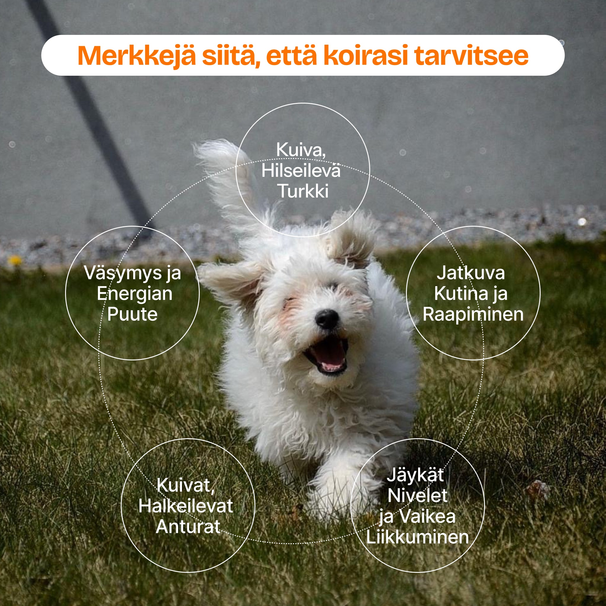 Aureo Omega-3 Lohiöljy Koirille 300 ml