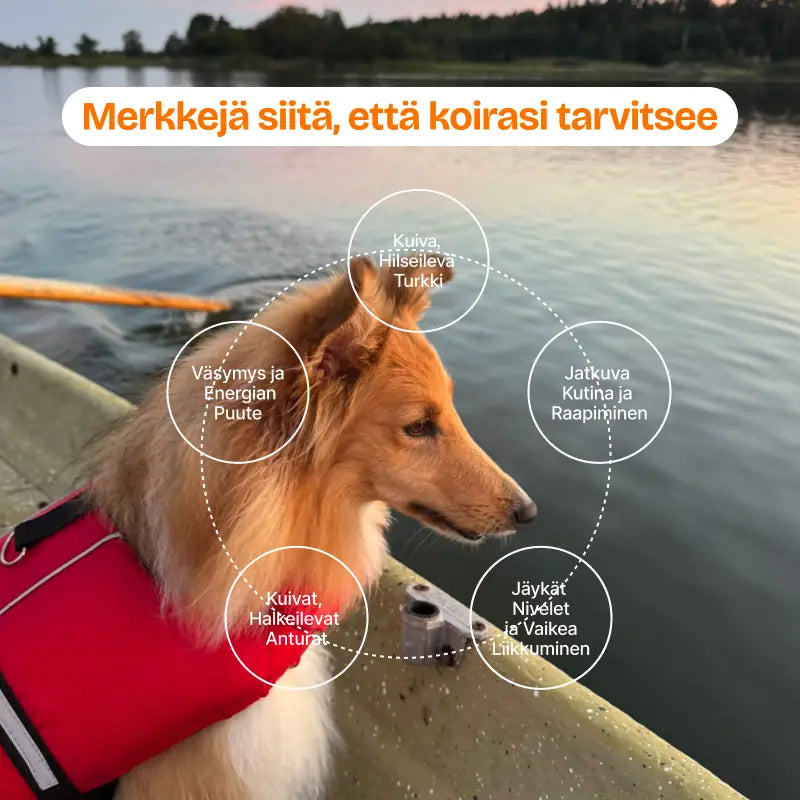 Aureo Omega-3 Lohiöljy Koirille 300 ml